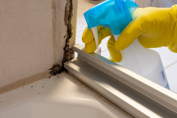 Best Office Mold Removal Services  in Callaway, FL