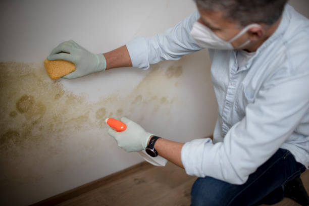 Professional Mold Removal in Callaway, FL