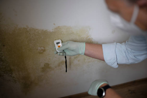 Office Mold Removal Services in Callaway, FL