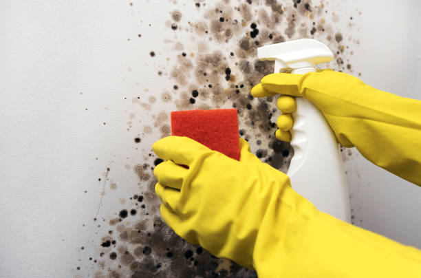 Best Commercial Mold Removal  in Callaway, FL